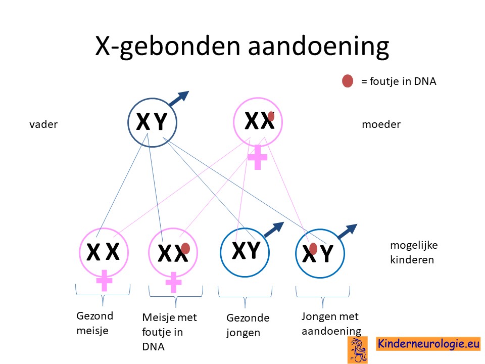 x-gebonden